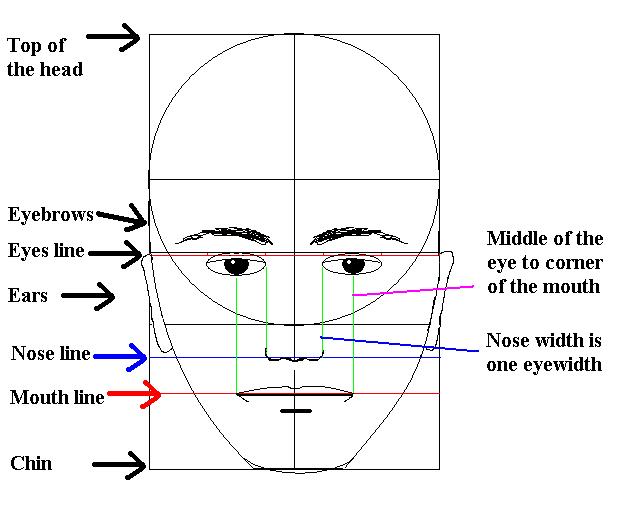 Facial Proportions Drawing 6